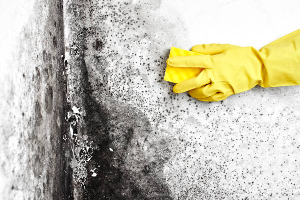 Best Air Quality Testing for Mold Spores  in Cottage Grove, MN
