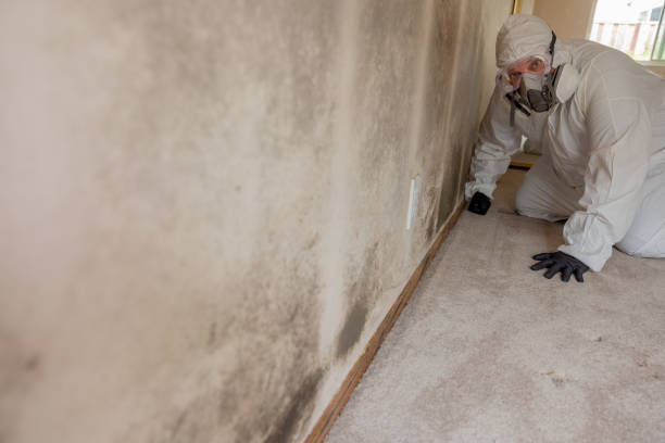 Cottage Grove, MN Mold Removal Company